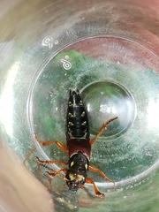 Staphylinus dimidiaticornis