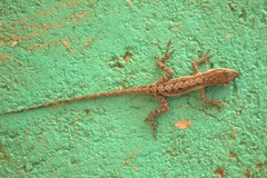 Anolis quercorum