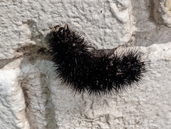 Spilosomina