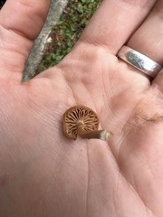 Tubaria furfuracea