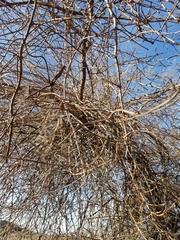 Sambucus cerulea