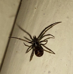 Steatoda