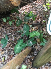 Syngonium podophyllum