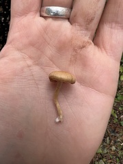 Tubaria furfuracea