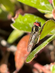 Platycheirus trichopus