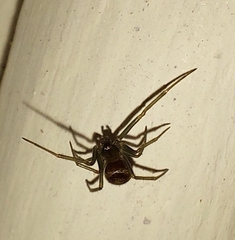 Steatoda