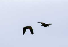 Amazona oratrix belizensis