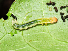 Pyraloidea