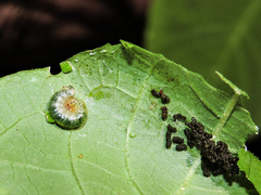 Pyraloidea