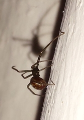 Steatoda