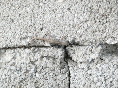 Gonatodes albogularis notatus