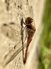 Sympetrum frequens