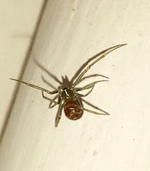 Steatoda