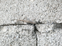 Gonatodes albogularis notatus