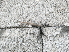 Gonatodes albogularis notatus