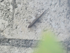 Gonatodes albogularis notatus