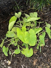 Xanthosoma sagittifolium