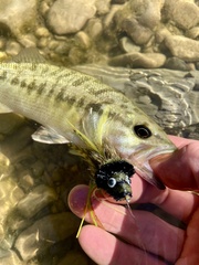 Micropterus treculii