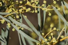 Acacia decora