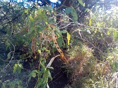 Calliandra eriophylla