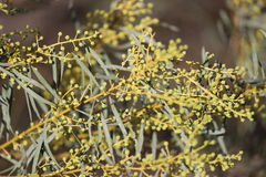 Acacia decora