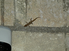 Gonatodes albogularis notatus