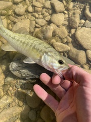 Micropterus treculii