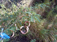 Calliandra eriophylla