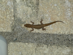 Gonatodes albogularis notatus