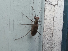 Odontocheila