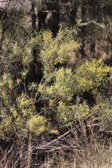 Acacia decora