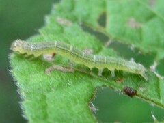 Anomis illita