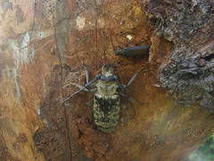 Tithoes frontalis