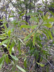 Persoonia levis