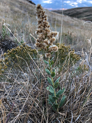 Solidago mollis