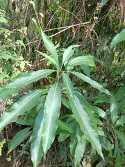 Mangifera