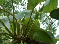 Terminalia ferdinandiana