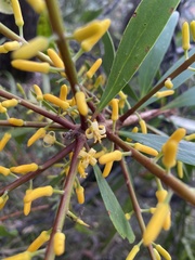 Persoonia levis