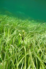 Posidonia