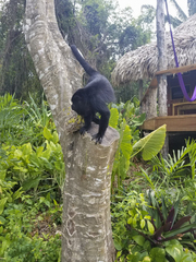Alouatta pigra