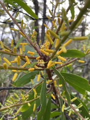 Persoonia levis