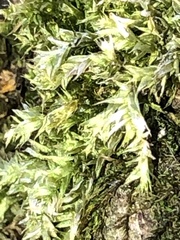 Pseudotaxiphyllum elegans