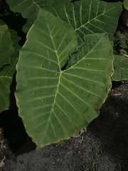 Araceae