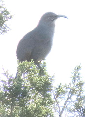 Toxostoma crissale