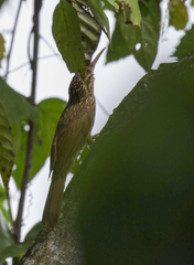 Xiphorhynchus flavigaster