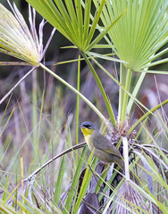 Geothlypis poliocephala