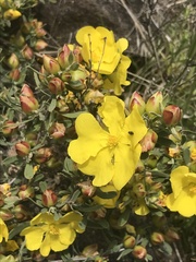 Hibbertia obtusifolia