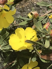 Hibbertia obtusifolia