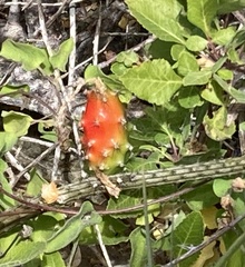 Peniocereus striatus