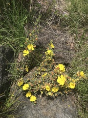 Hibbertia obtusifolia